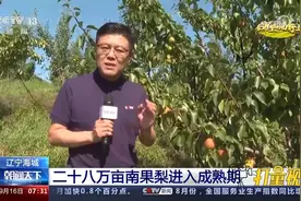 海城：二十八万亩南果梨陆续成熟，梨园内外一派热闹的丰收景象视频封面