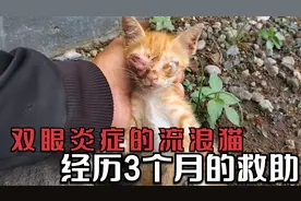 路边的流浪小橘猫双眼炎症导致睁不开， 小哥收养救助3个月恢复