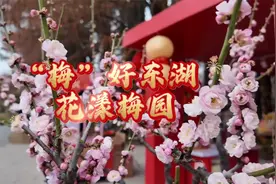 2025武汉东湖梅花展开幕视频封面