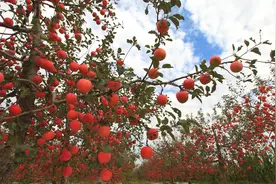 又是一年丰收季！『运城果品 香飘世界』