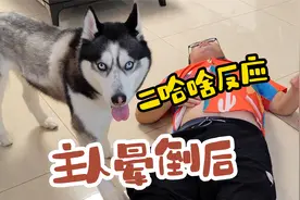 发现主人晕倒后，二哈的反应超感人，结局却让人既欣慰又哭笑不得视频封面