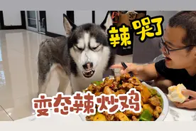 主人吃变态辣炒鸡，狗狗死活非要吃一口，下一秒直接被辣得翻白眼视频封面