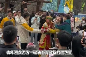 两拨游客干仗，受伤最严重的却是雪饼猴，劝架被扯袜子急的团团转
