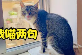 母猫召唤小猫的叫声，现场录像视频封面