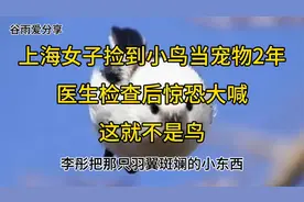 女子捡到小鸟当宠物2年，医生检查后惊恐大喊：这就不是鸟