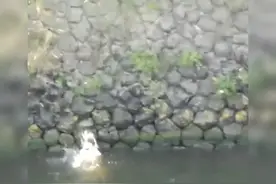 奋不顾身救助落水狗的他们让你感动了吗？#动物救助#正能视频封面