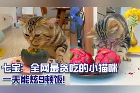 七宝：全网最贪吃的小猫咪，一天能炫9顿饭！