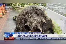 上海中心城区遭遇大风暴雨 最大风力达10级 腰粗的大树被连根拔起