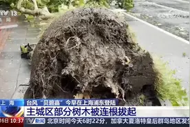 上海中心城区遭遇大风暴雨 最大风力达10级 腰粗的大树被连根拔起视频封面