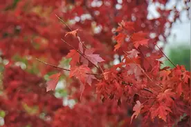 秋天来了！北京官宣9月20日正式入秋 较常年偏晚一周视频封面