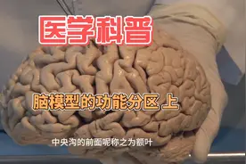 脑的功能分区上，仅供参考。 #大脑  #科普一下