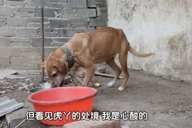 刀下留狗！农村小土狗因四肢白蹄不吉利，即将被“处死”，惊险视频封面