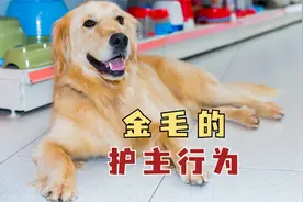 金毛有这些护主行为，是忠诚狗无疑了！