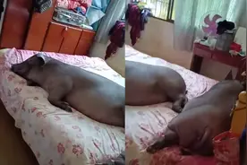 猪圈被雨冲毁两头猪爬主人床上睡觉 拍摄者：主人家心疼关到家里
