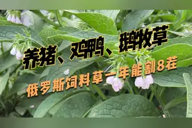 俄罗斯饲料菜又叫聚合草，营养价值高，可直接青饲，猪鸡鸭鹅爱吃视频封面