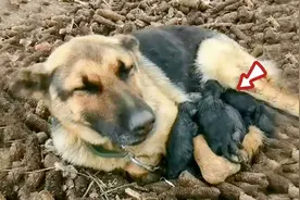 零下11度，德牧犬产下一窝小奶狗，出于母爱本能全部护在怀里