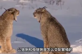 公猞猁和母猞猁是怎么交配繁殖的？原来是这样，看完你就清楚了视频封面