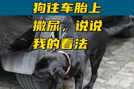 上海女子遛狗往他人车胎上撒尿，说说我的粗糙看法视频封面