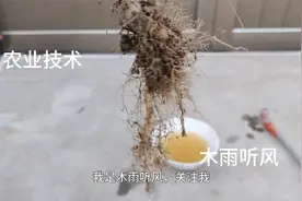 自制生根剂的简单配方视频封面