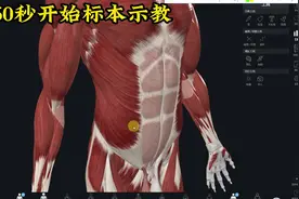 腹内斜肌及其功能