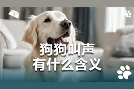 狗狗不同叫声代表的含义，你知道吗？