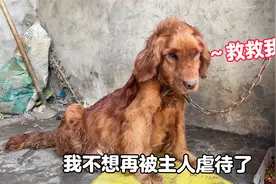 腹水金毛惨遭主人虐待，身上伤痕累累散发恶臭，眼神里充满了绝望