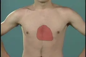 心脏的体表投影和外形