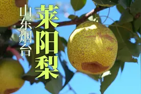 中国四大名梨！梁实秋赞不绝口的山东莱阳梨，为什么很难买到？