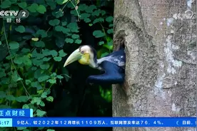 视频记录花冠皱盔犀鸟母子出巢活动 可爱犀鸟宝宝破洞出巢视频封面