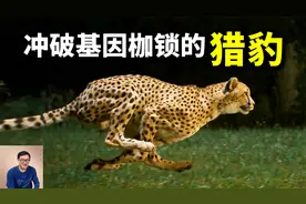 为何说猎豹本该早已灭绝？大量近亲繁殖，竟幸运打造出超级神兽！视频封面