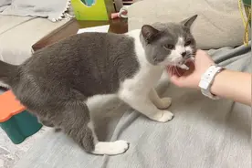 带猫咪旅行，到了晚上两只猫同时应激，急得主人凌晨开车往家赶