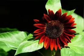 向日葵的一些主要品种及其特点视频封面