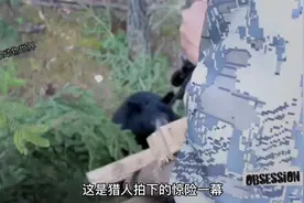 猎人躲在树上，不料被黑熊盯上了