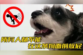 狗狗一听放屁声就害怕，半夜三更也会被主人嘣醒，整晚都睡不好觉