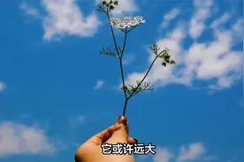 六年级四单元习作，心愿，长大后想当一名老师视频封面