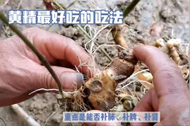 你知道黄精是怎么吃吗？方法不对就相当于没有吃，营养全部浪费视频封面