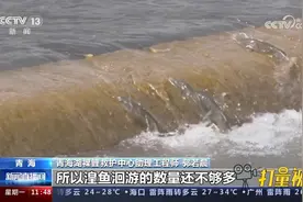 青海湖湟鱼洄游迎来高峰期，呈现“半河清水半河鱼”的独特景观视频封面