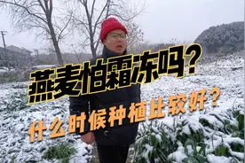 饲用燕麦什么时候种？做牧草有什么优势？值得种植吗？视频封面