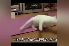 猫咪身患脑瘫被主人抛弃，好在遇到善良的女孩，结局暖心#