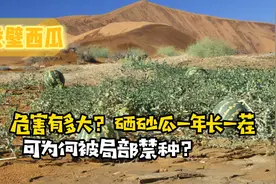 “戈壁西瓜”危害有多大？硒砂瓜一年长一茬，可为何被局部禁种？