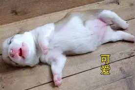 小奶狗正在呼呼大睡，当主人叫醒它那一刻，狗子们开启了疯抢模式