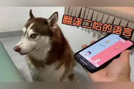 当二哈来骂你时，用狗语翻译器翻译，看看它说了些啥？