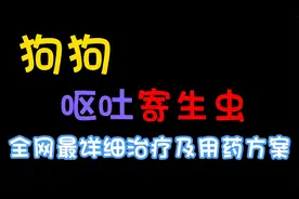 全网最详细狗狗呕吐寄生虫治疗及用药方案！视频封面