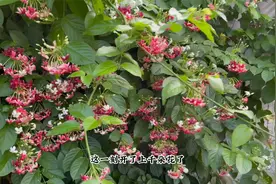 使君子夏季开花，开出一片花墙，香气四溢，持续开花到冬季视频封面
