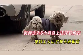 狗狗走丢5个月身上还穿着棉衣，主人找到它后，它竟然不敢相信！视频封面