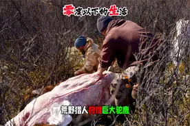 零度以下：猎人狩猎一头巨大驼鹿，为冬季储备食物视频封面