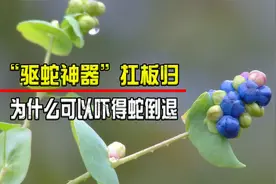 “驱蛇神器”扛板归到底是什么？为什么说它可以吓得蛇倒退呢？视频封面