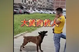 186. 狗狗的耳朵是听得到声音，但听不懂人话视频封面