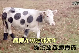 两男人伪装成奶牛，别说还挺逼真的视频封面