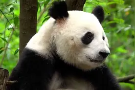 “花花”没有妈妈了！大熊猫“成功”死亡 终年约为人类70至80岁